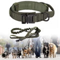 Dog Collar